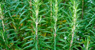 Le Romarin Soigne Le Stress, Les Douleurs, Améliore La Digestion Et Plus