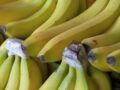Faites mûrir des bananes vertes en une heure grâce à cette simple astuce