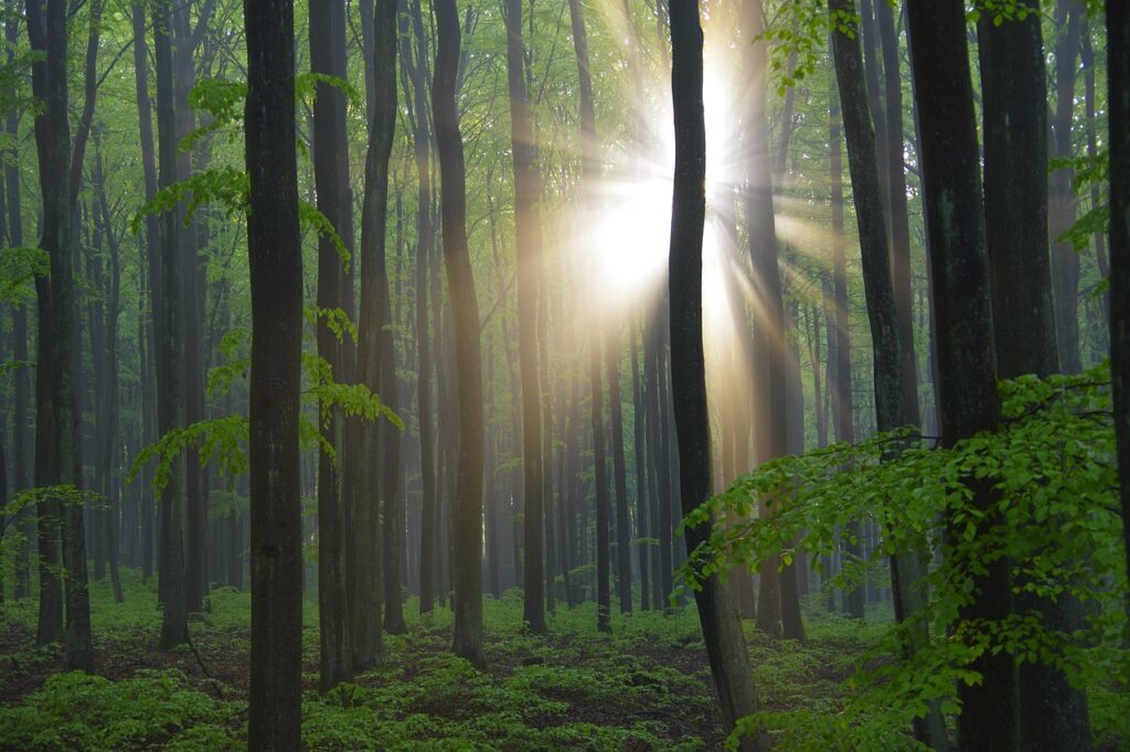 “Attention, feux de forêts !”