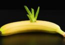 Voici pourquoi vous devriez mettre un Aloe Vera dans une banane