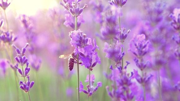 Semaine de l’abeille : Husqvarna partage ses conseils pour aménager un jardin propice aux abeilles