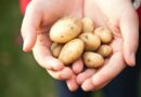 5 choses que vous pouvez nettoyer avec des pommes de terre