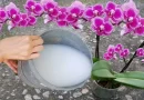 6 erreurs courantes que vous faites avec votre orchidée et vous le savez pas