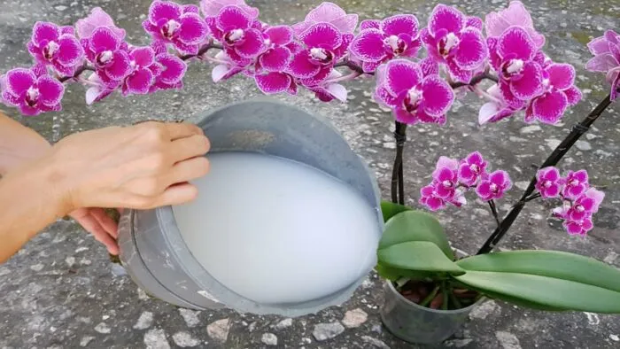 6 erreurs courantes que vous faites avec votre orchidée et vous le savez pas