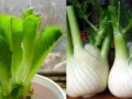8 plantes comestibles que vous pouvez faire pousser dans la cuisine