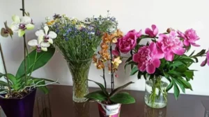 Comment-faire-fleurir-les-orchidées-rapidement-et-avoir-une-floraison-permanente-700×394-1