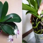 Comment-propager-des-orchidées-pour-ne-pas-avoir-à-les-acheter-à-nouveau