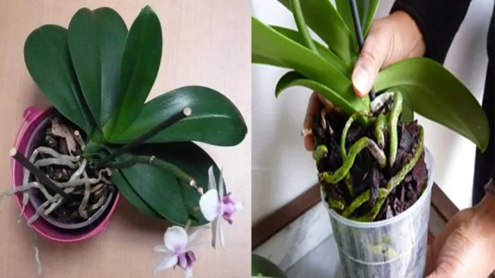 Comment propager des orchidées pour ne pas avoir à les acheter à nouveau