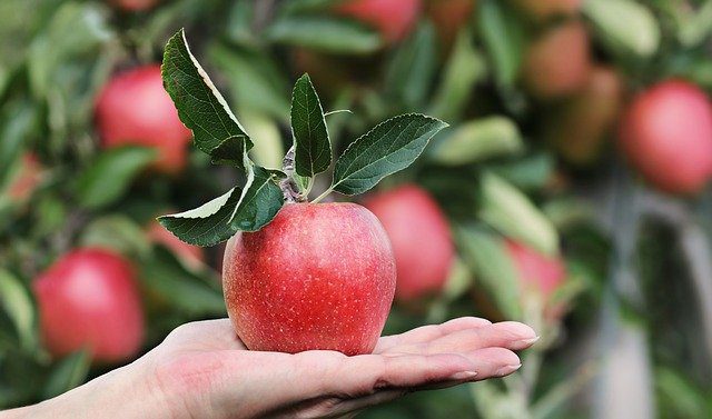 95% des Belges mangent régulièrement des pommes, mais leur connaissance sur les pommes est limitée.