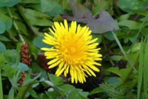 dandelion-g84ff1fbe5_640