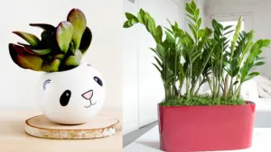 9 jolies plantes d’intérieur qui peuvent vivre sans eau