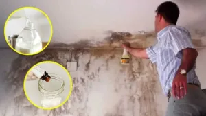 10 astuces pour enlever et éviter les taches de moisissure sur les murs