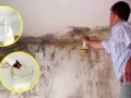 10 astuces pour enlever et éviter les taches de moisissure sur les murs