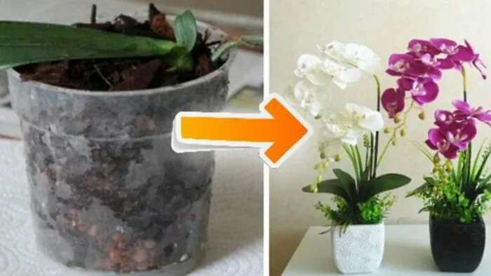 Comment faire durer les orchidées plus longtemps
