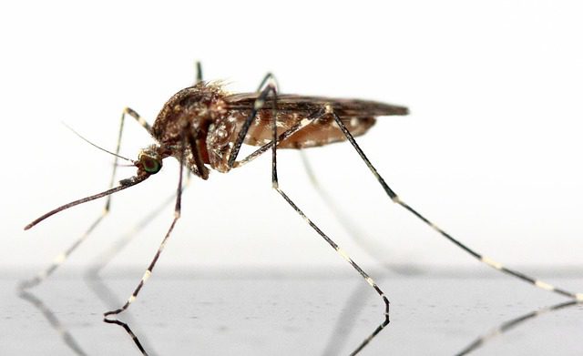 #moustiques : Que savez-vous sur les moustiques ? Faites-le nous savoir !