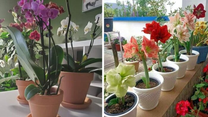 Comment planter à la maison des orchidées en pot étape par étape