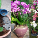 Comment-propager-des-orchidées-à-la-maison-pour-ne-pas-avoir-à-les-acheter-à-nouveau-9234b144