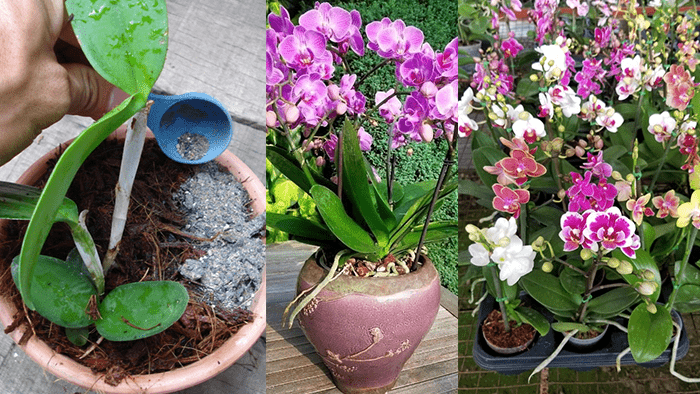 Comment propager des orchidées à la maison pour ne pas avoir à les acheter à nouveau