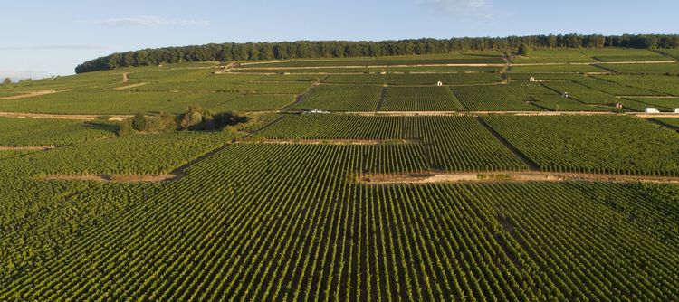 le Bourgogne 2022 est un millésime généreux et prometteur