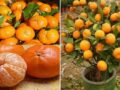 Comment Planter des Mandarines et les Cultiver en Illimité ?