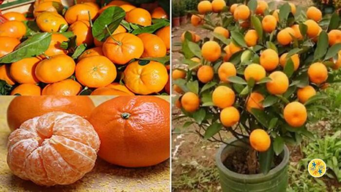 Comment Planter des Mandarines et les Cultiver en Illimité ?