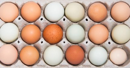 Hausse des prix à la production des #œufs de 119% en un an!