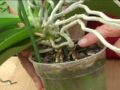Voici Comment Récupérer une Orchidée Sèche ou Même Fanée et la Raviver