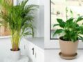 10 Belles plantes d’intérieur dans une fenêtre orientée à l’est