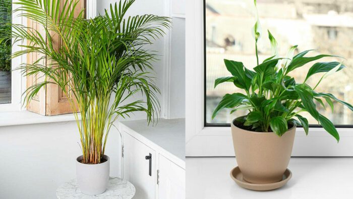 10 Belles plantes d’intérieur dans une fenêtre orientée à l’est