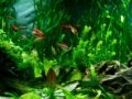 Eau trouble dans un aquarium : causes possibles et solutions