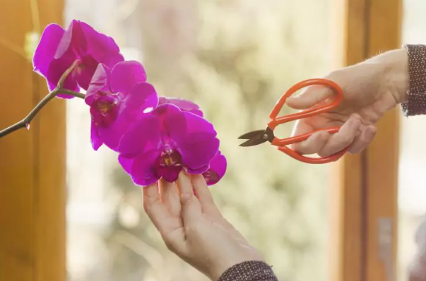 Coupez le pédoncule de l'orchidée