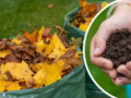 Ces feuilles ne conviennent pas du tout au compost : les substances qu’elles contiennent inhibent la germination des graines
