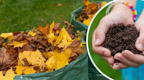 Ces feuilles ne conviennent pas du tout au compost : les substances qu’elles contiennent inhibent la germination des graines