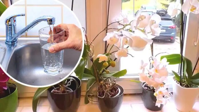 C’est ce qui arrive à une orchidée lorsque vous l’arrosez avec de l’eau du robinet. Cela nuit à la floraison !