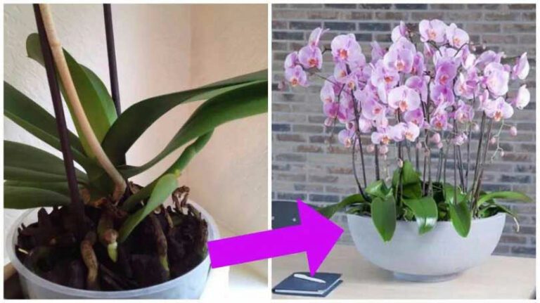 Orchidées : 8 Astuces Simples et Efficaces Pour Les faire Renaître