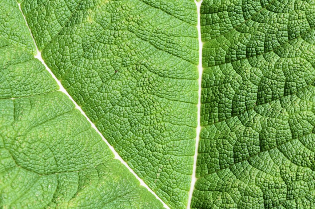 Rhubarbe