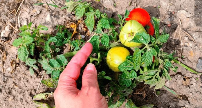 La plus grande erreur que les producteurs de tomates peuvent commettre : cela réduit la quantité et la qualité de la récolte