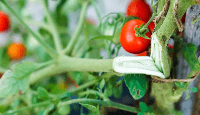 Une astuce simple pour sauver des tomates cassées