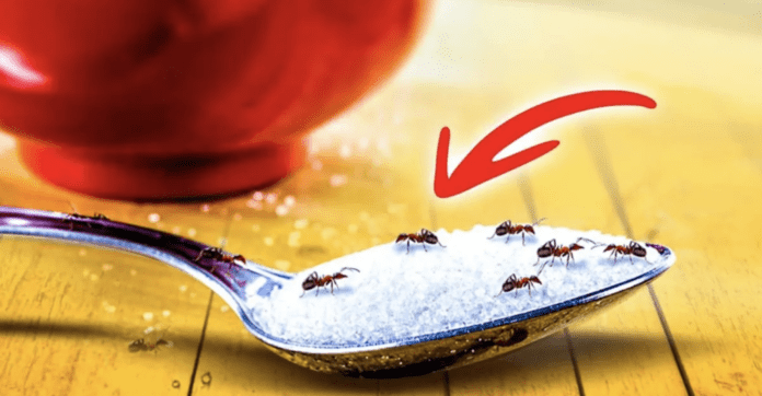 9 substances naturelles pour repousser les fourmis : une manière douce et écologique de s’en débarrasser !