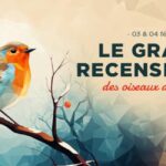 Grand recensement des oiseaux de jardin