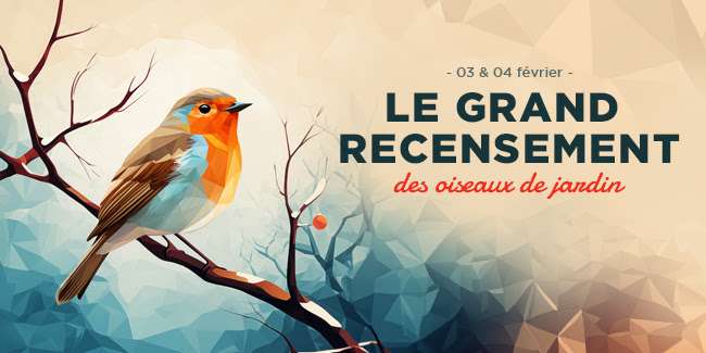 Grand recensement des oiseaux de jardin