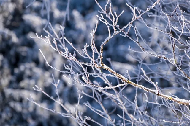 Alerte météo en Belgique : Préparez-vous à un froid intense dans les deux prochaines semaines