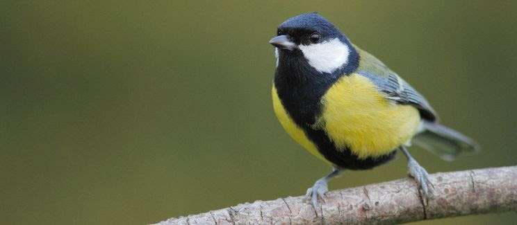 La mésange charbonnière est en haut du tableau établi par Natagora