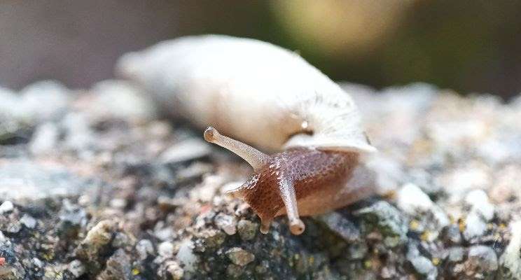 Et sept nouvelles espèces d’escargots pour la Belgique !