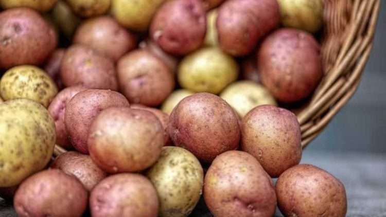 Peut-on conserver les pommes de terre au réfrigérateur ?