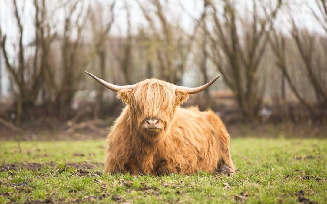 Un troupeau de vaches Highland sur les hauteurs du Sart-Tilman