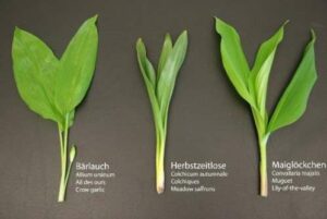 Ail des ours : fausses croyances et règles de base
