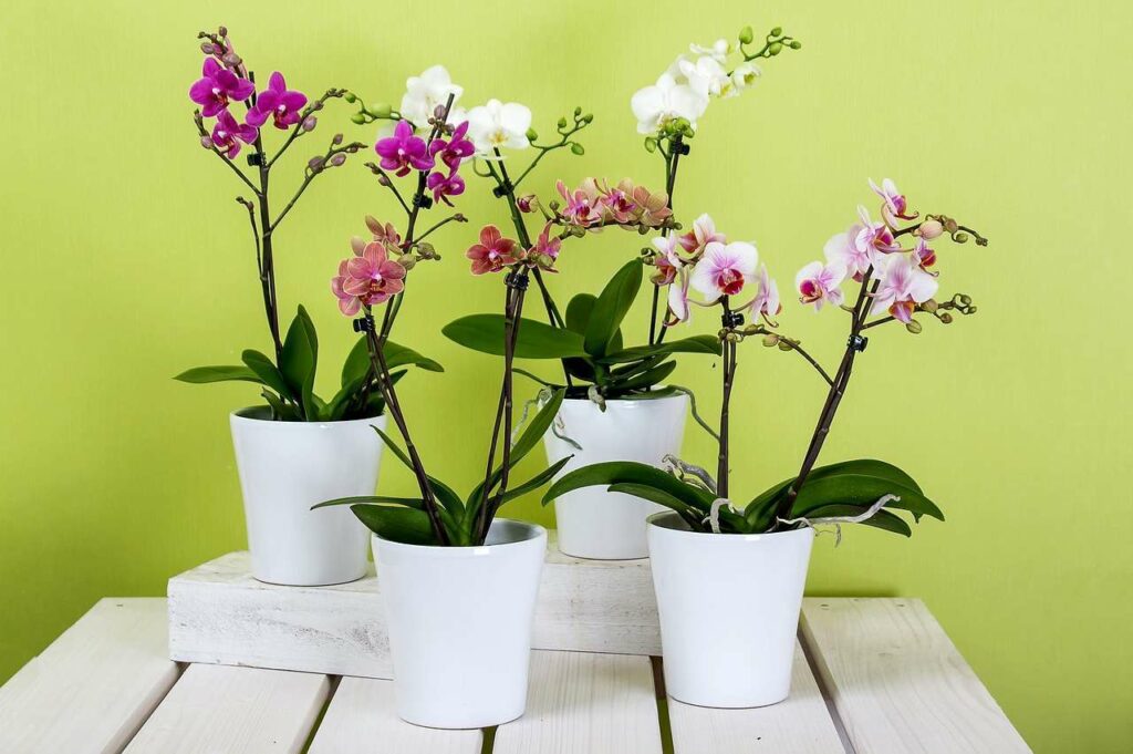 Orchids G46dbf1ae7 1280