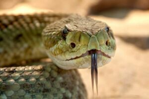 speckled-rattlesnake-653642_640