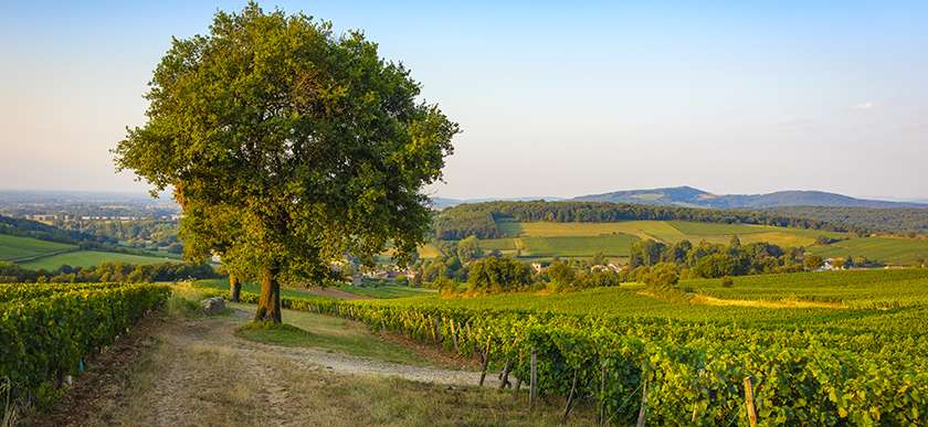 Vins : Le Chardonnay Day, c’est à Chardonnay !